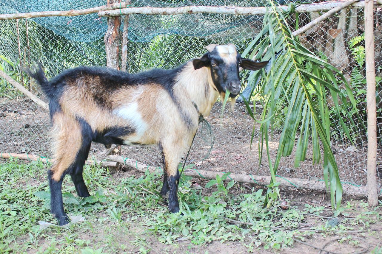 Yaoisland Resort And Farm Ko Yao Buitenkant foto