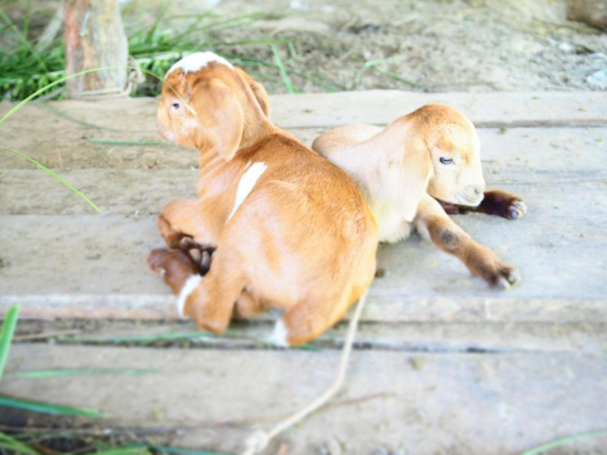Yaoisland Resort And Farm Ko Yao Buitenkant foto