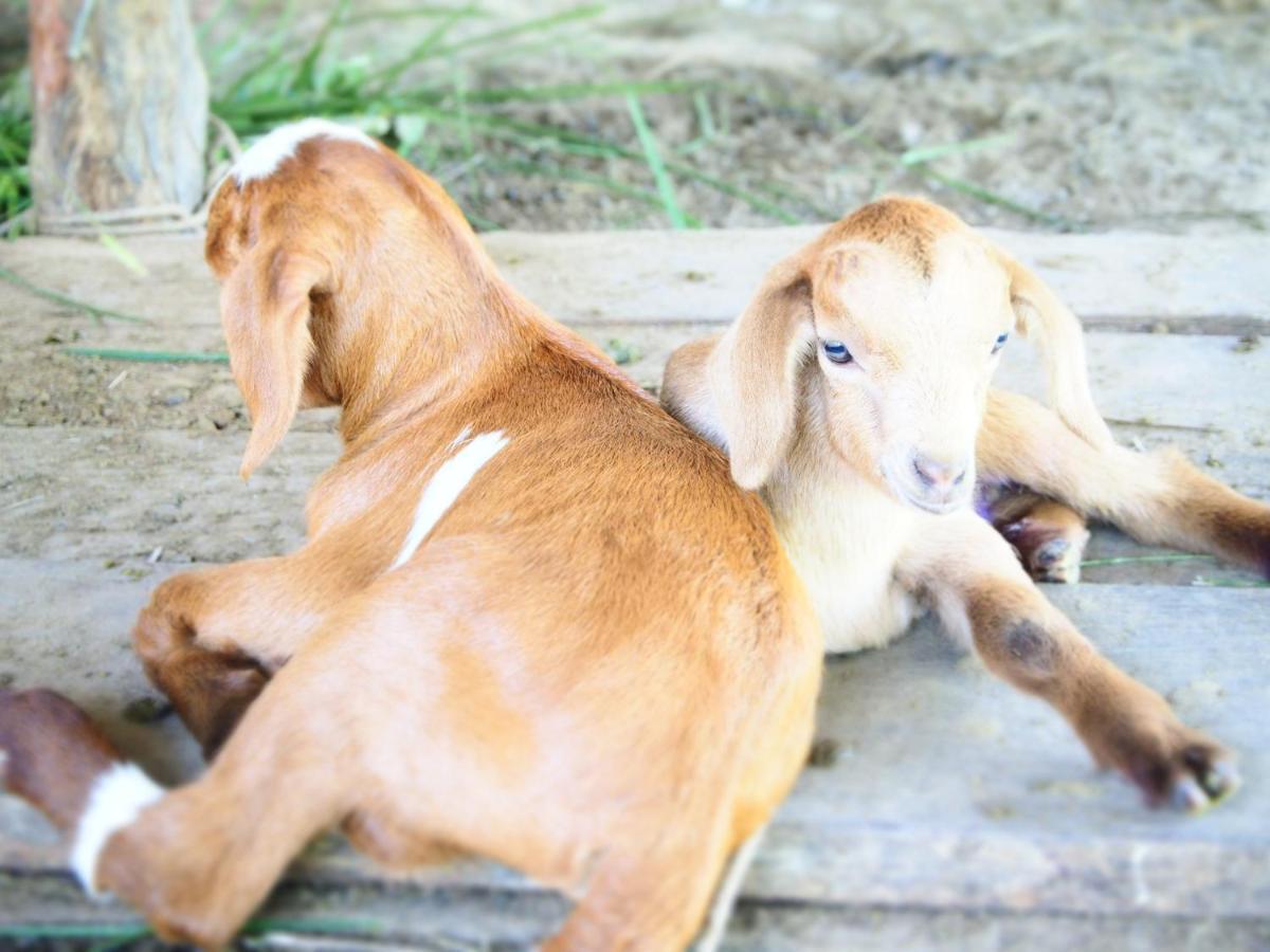 Yaoisland Resort And Farm Ko Yao Buitenkant foto